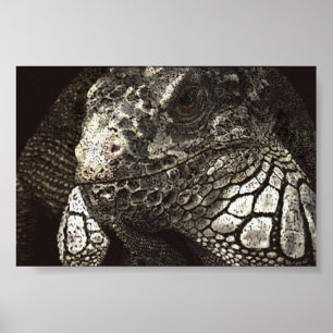 Iguana Poster