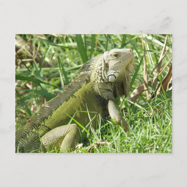 Iguana  Puerto Rico Postcard (Front)