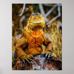 Iguana Reptile Art Poster