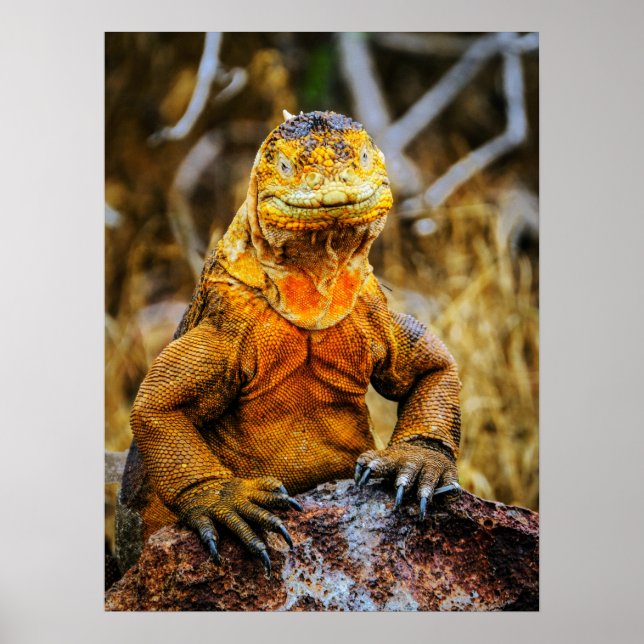 Iguana Reptile Art Poster (Front)