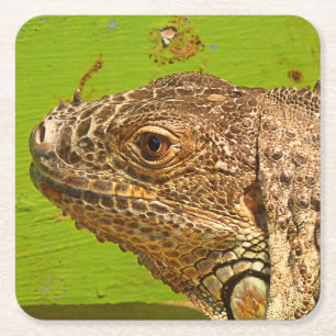 IGUANA SQUARE PAPER COASTER