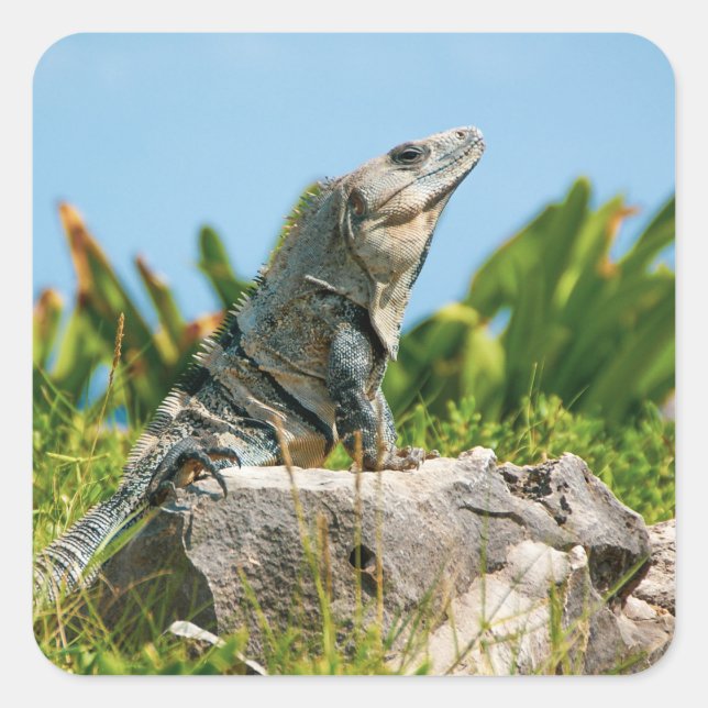 Iguana Square Sticker (Front)
