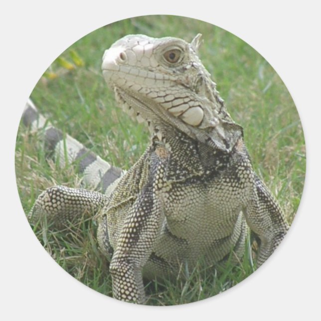 Iguana Sticker (Front)