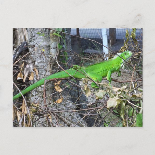 Iguana Sunbathing in La Romain, South Trinidad Postcard (Front)
