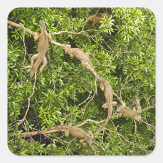 Iguana Tree Square Sticker