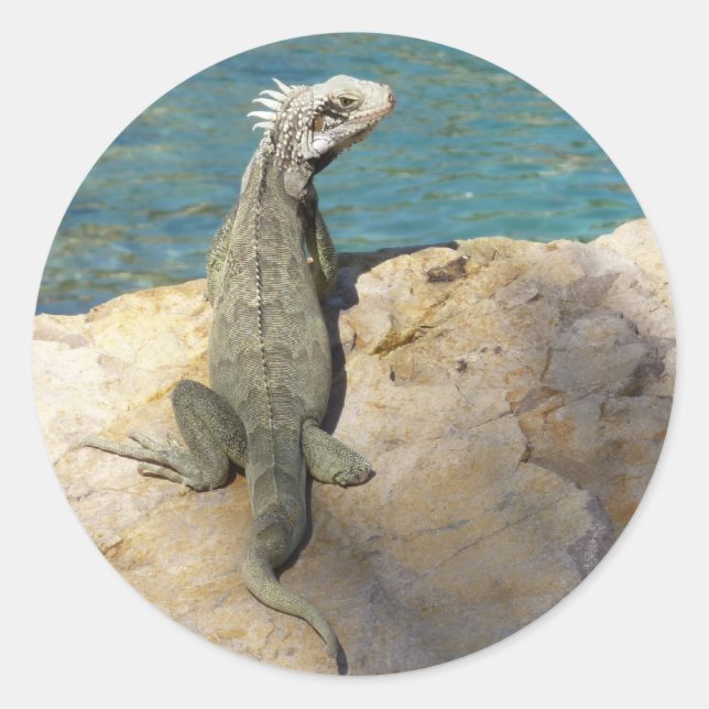 Iguana Tropical Wildlife Photography Classic Round Sticker (Front)
