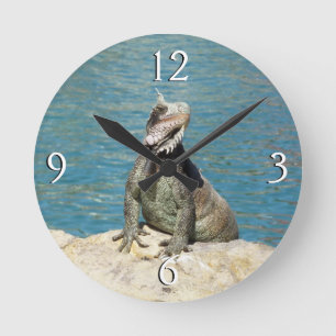 Iguana Tropical Wildlife Photography Round Clock