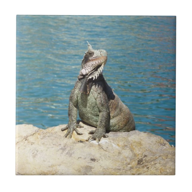 Iguana Tropical Wildlife Photography Tile (Front)
