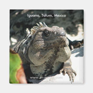 Iguana, Tulum, Mexico Magnet