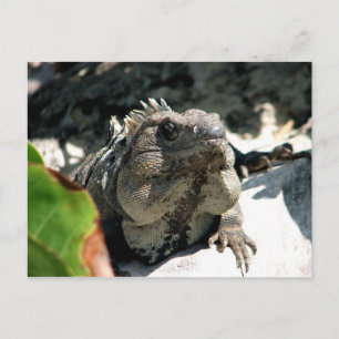 Iguana, Tulum, Mexico Postcard