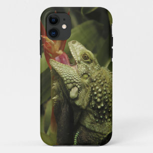 Iguana Western Cape Province, South Africa iPhone 11 Case