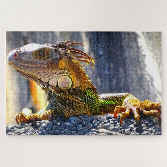 Iguanas in Florida Jigsaw Puzzle (Horizontal)