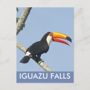 Iguazu Falls Toco Toucan Postcard