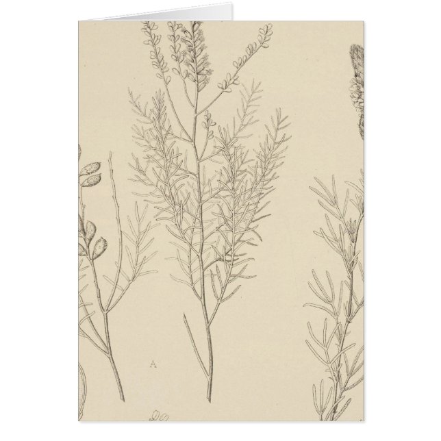 II Parryella, Petalostemon (Front)