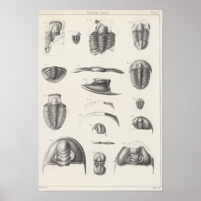 II Primordial period Poster (Front)