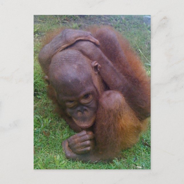 Illegal Wildlife Pet Trade Victims Postcard (Front)