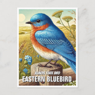 Illinois State Bird Eastern Bluebird Postcard