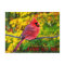 Illinois State Bird - Northern Cardinal
