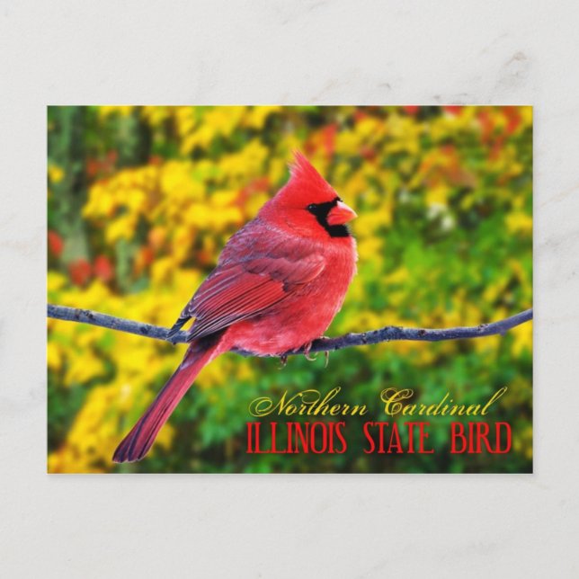 Illinois State Bird - Northern Cardinal Postcard (Front)