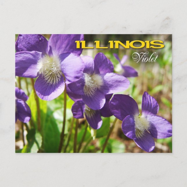 Illinois State Flower: Violet Postcard (Front)