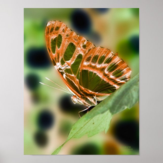 Illuminated Butterfly Nature Print (Front)