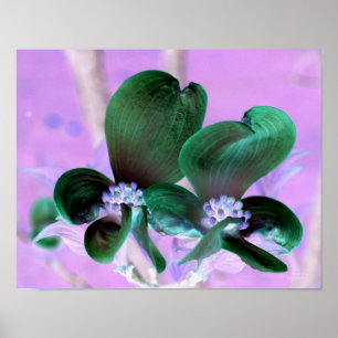 Illuminated Dogwood Blossoms Floral  Poster