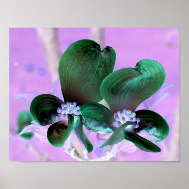 Illuminated Dogwood Blossoms Floral  Poster (Front)
