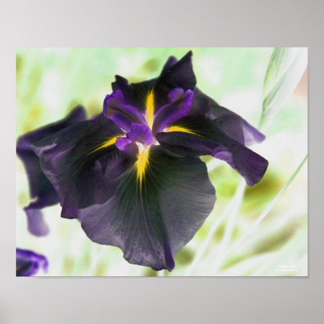 Illuminated Japanese Iris Flower Poster (Front)