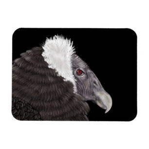 Illustrated Andean Condor Magnet