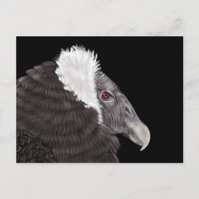 Illustrated Andean Condor Postcard (Front)