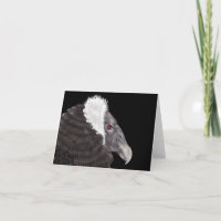 Illustrated Andean Condor