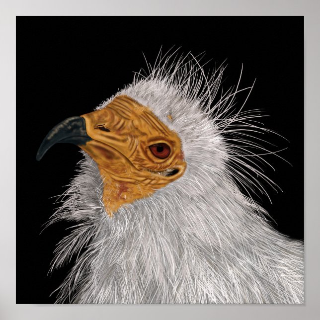 Illustrated Egyptian Vulture Poster (Front)