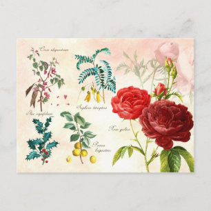 Illustrated flowering plants postcard