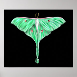 Illustrated Green Lunar Moth Poster