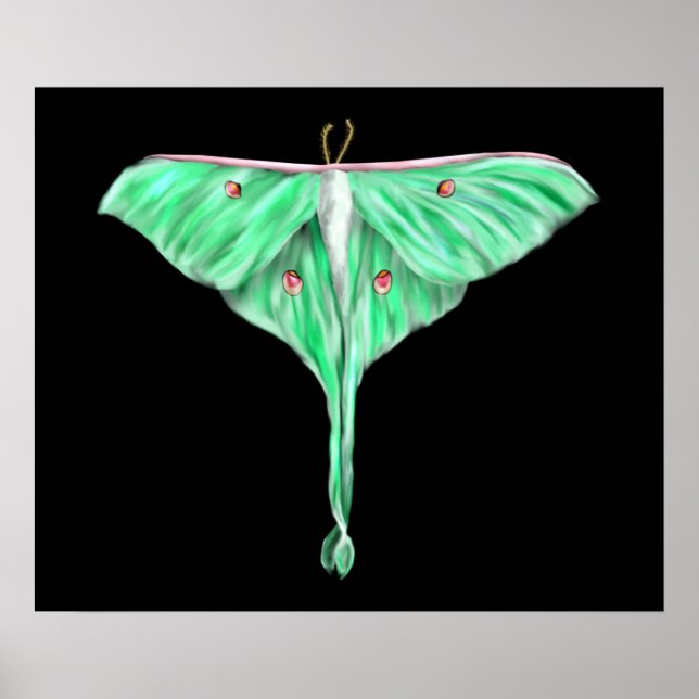 Illustrated Green Lunar Moth Poster (Front)