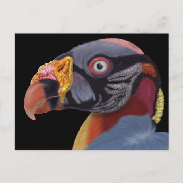 Illustrated King Vulture Postcard (Front)