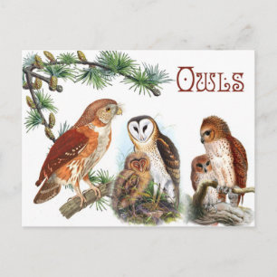 Illustrated Owls Postcard