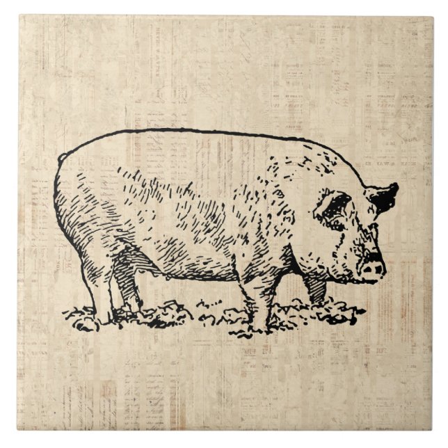 Illustrated Pig with Vintage Script Background Tile (Front)