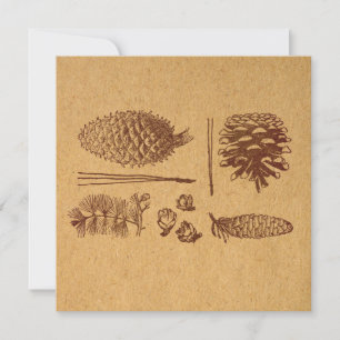 Illustrated Pine Cones Vintage Pinecone Art Card