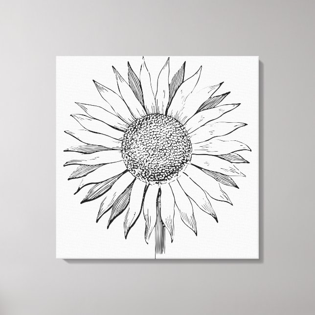 Illustrated Sunflower Canvas Print (Front)