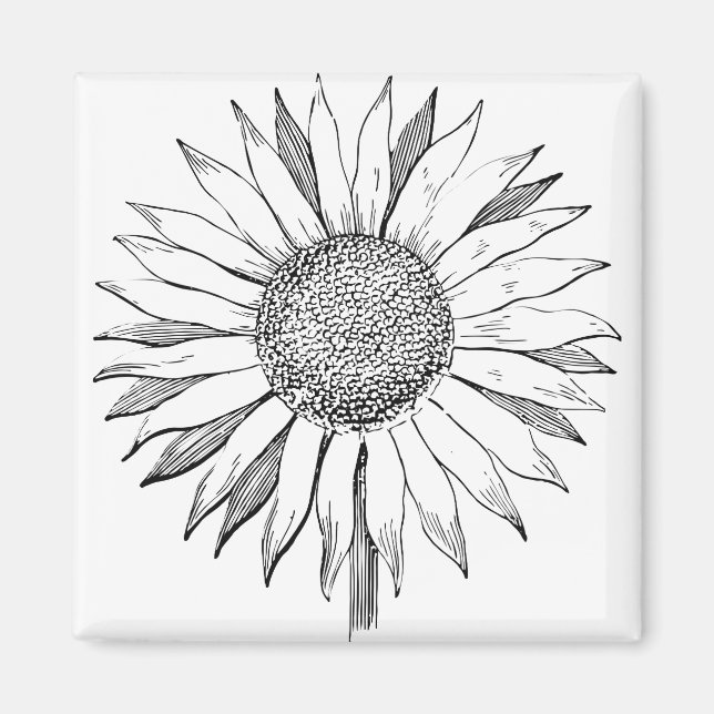 Illustrated Sunflower Magnet (Front)