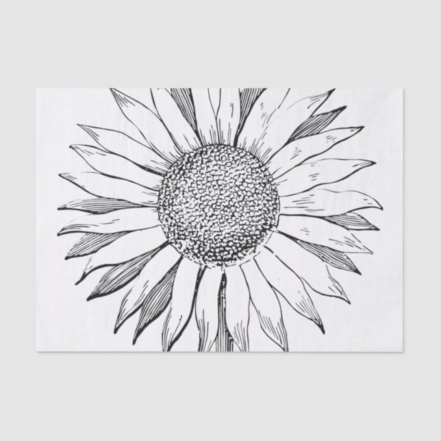 Illustrated Sunflower Tissue Paper (Front)