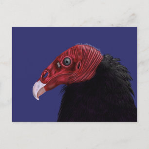 Illustrated Turkey Vulture Two-Tone Postcard