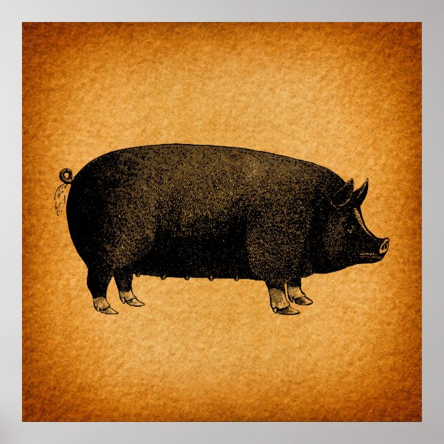 Illustrated Vintage Pig Rustic Art Poster (Front)
