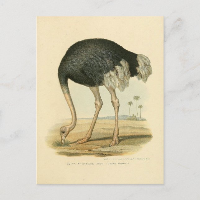 Illustration autruche postcard (Front)