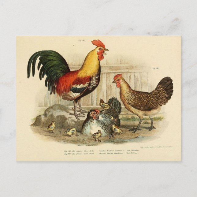 Illustration coq et poule postcard (Front)