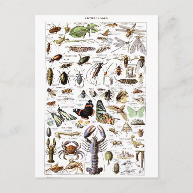 Illustration dictionnaire arthropodes postcard (Front)
