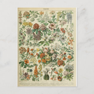 Illustration dictionnaire fleurs postcard