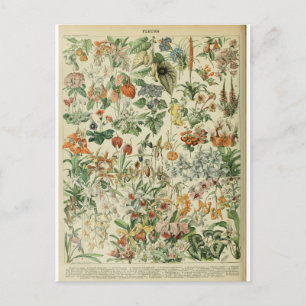 Illustration dictionnaire fleurs postcard