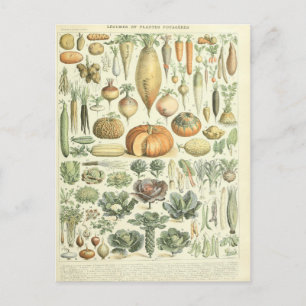 Illustration dictionnaire légumes postcard